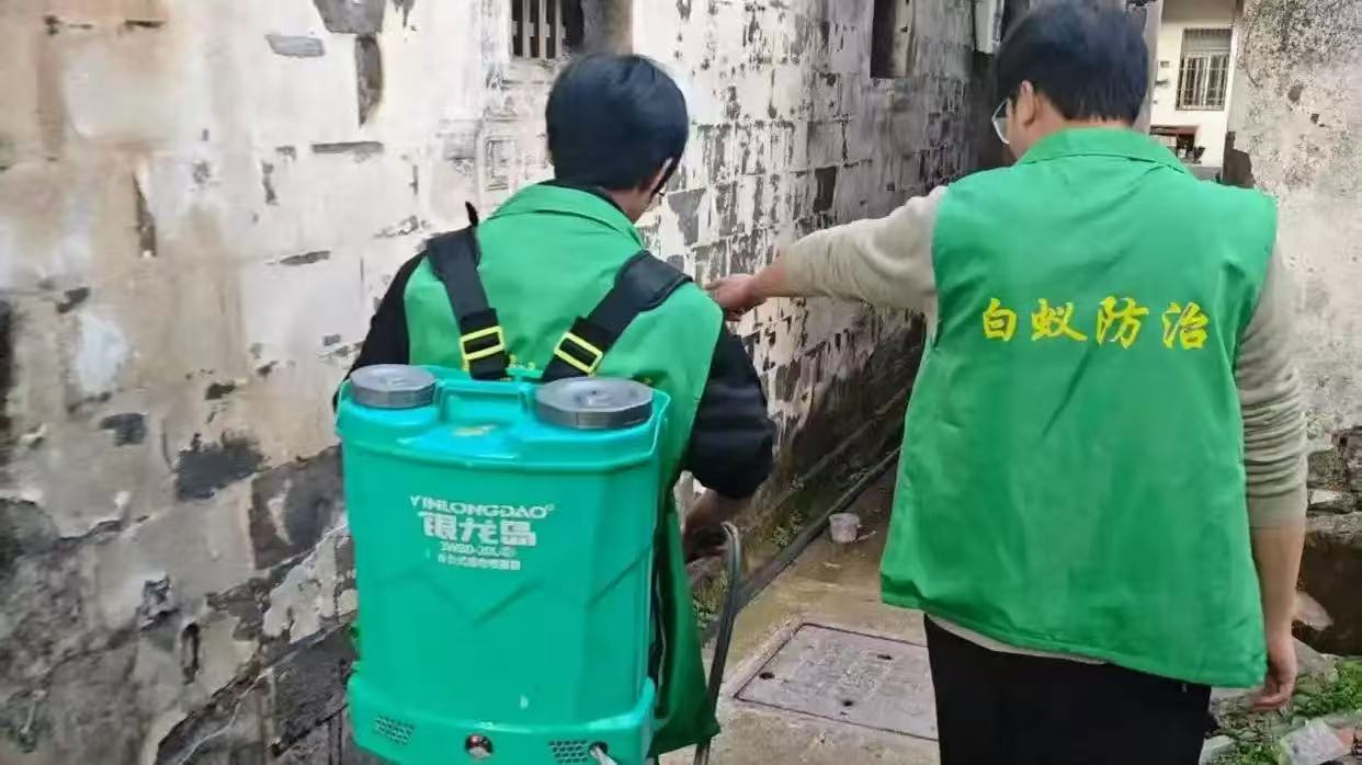 昆山千灯石板街木柜台地楞白蚁高发期消杀防治电话 - 白蚁百科封面图
