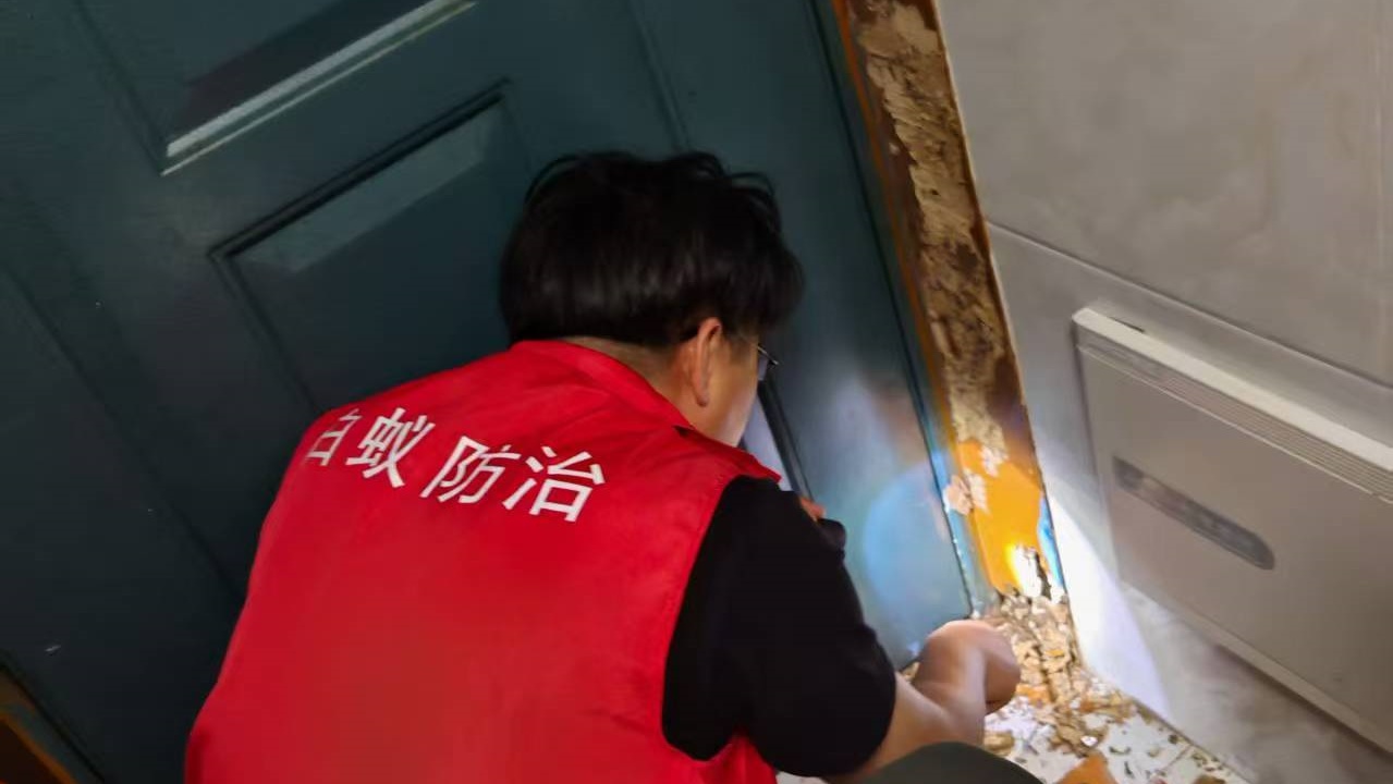 张家港杨舍老旧小区木门框潮湿地楞白蚁消杀电话 - 白蚁百科封面图